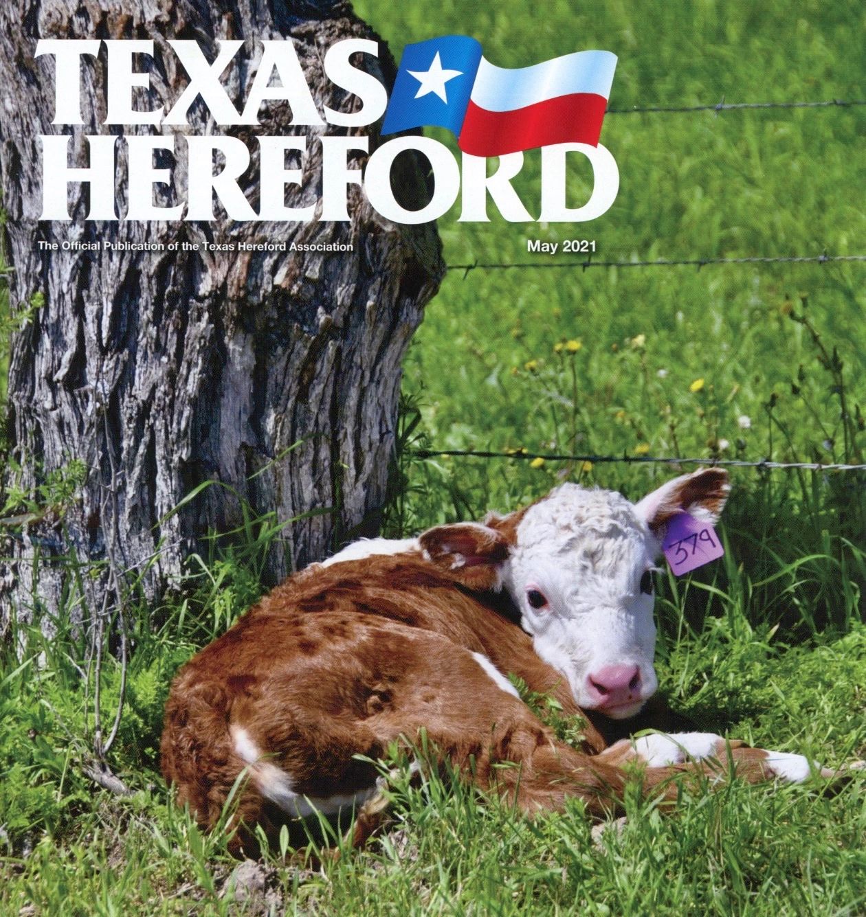 Hereford Bulls for Sale Redbird Ranch Cattle Redbird Ranch Cattle